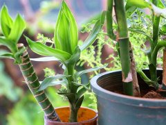 利用土壤氮、磷、鉀檢測(cè)器檢測(cè)土壤養(yǎng)分