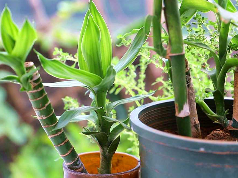 土壤氮、磷、鉀檢測(cè)器