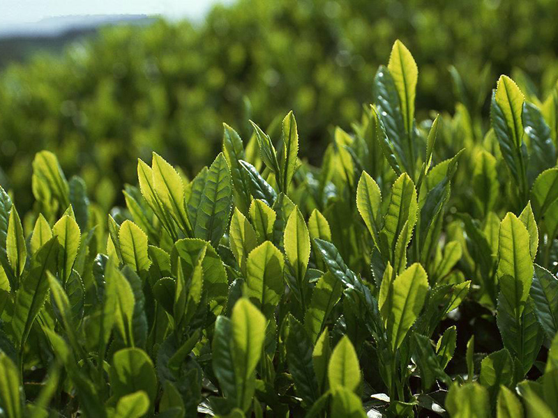 茶葉農(nóng)藥殘留的快速檢測(cè)辦法