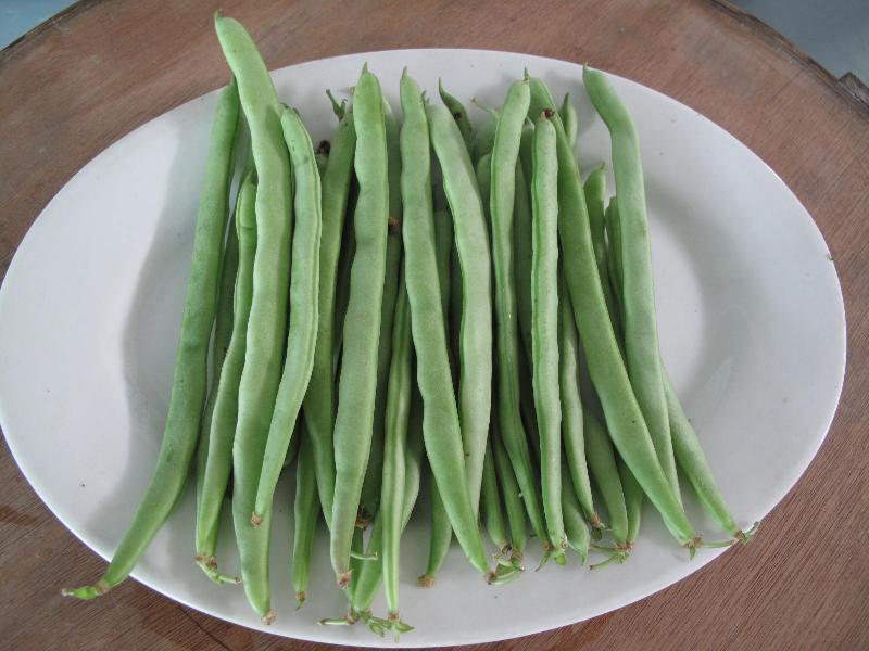 農(nóng)藥殘留檢測儀，檢測四季豆農(nóng)藥殘留含量