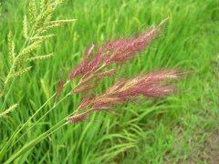 糧食安全檢測(cè)儀器，糧食重金屬檢測(cè)儀