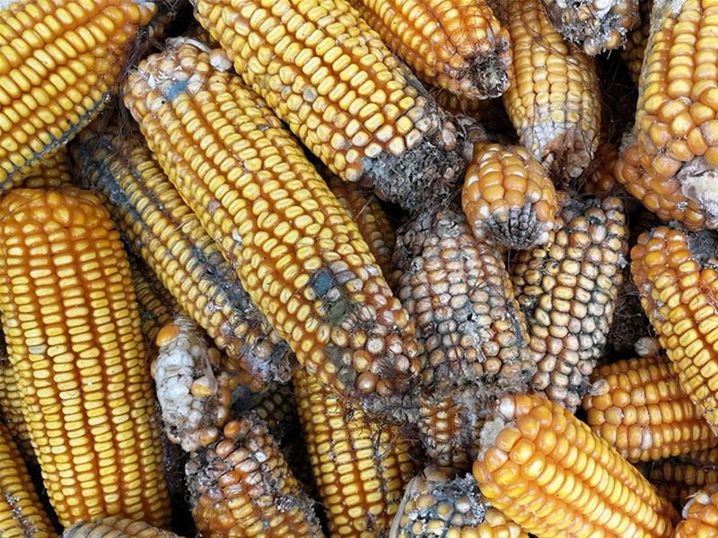 云唐真菌毒素檢測(cè)設(shè)備，嘔吐毒素檢測(cè)儀