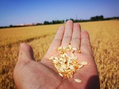 糧食水分測(cè)量?jī)x，為小麥提供合理存儲(chǔ)時(shí)間