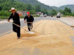 小麥?zhǔn)裁磿r(shí)間儲(chǔ)存*合適？糧食水分測量儀來解答