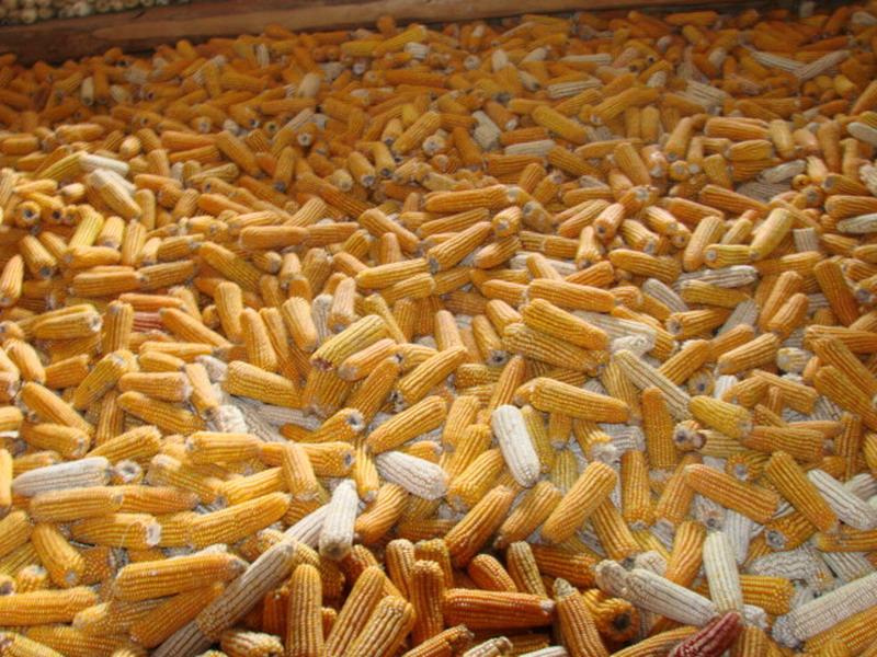 糧食的水分含量，對(duì)存儲(chǔ)糧食有什么影響