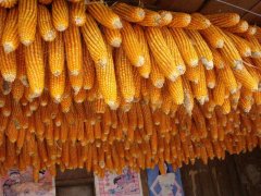 糧食安全檢測(cè)儀，可檢測(cè)糧食中是否含有大米增白劑