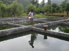 水中硫化氫檢測儀，可以為水產(chǎn)養(yǎng)殖做什么？