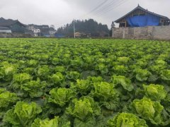 便攜式植物營養(yǎng)測定儀，對農(nóng)業(yè)種植有什么幫助？