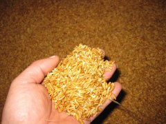 糧食中的真菌毒素怎么檢測？